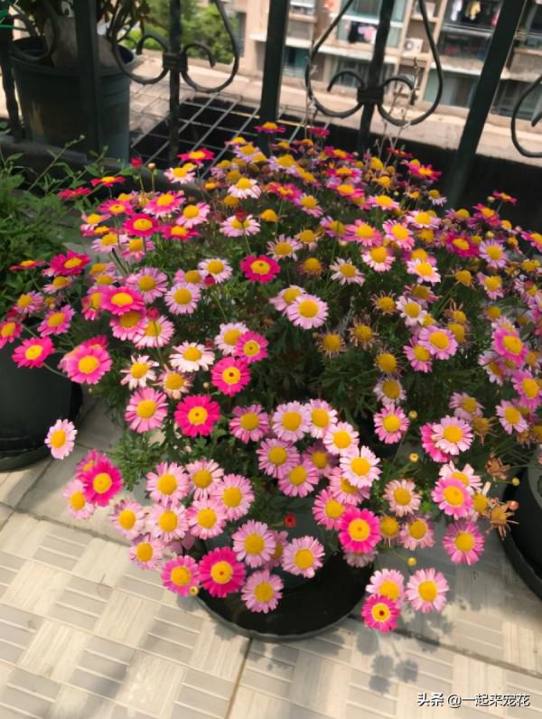 家裡養了3種花，養兩年趕緊丟掉，越老越醜不值錢，你家養過幾種