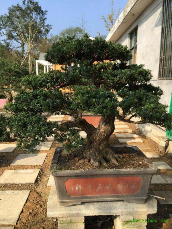 7種“轉運花”，家裡養一盆，漂亮又吉利，還有好運氣