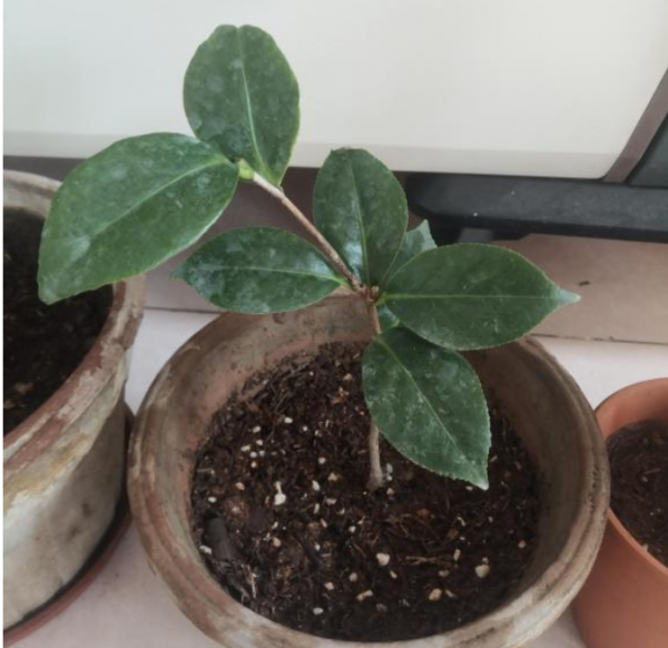 6種花，二月底快扦插，十幾天就生根