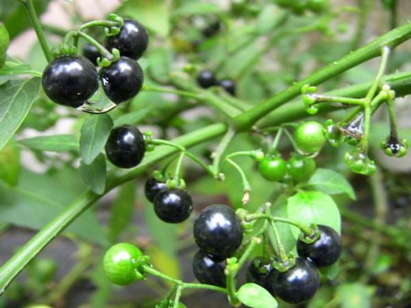 小時候常吃的9種“野果子”，現在還不認識？科普一下，滿是回憶