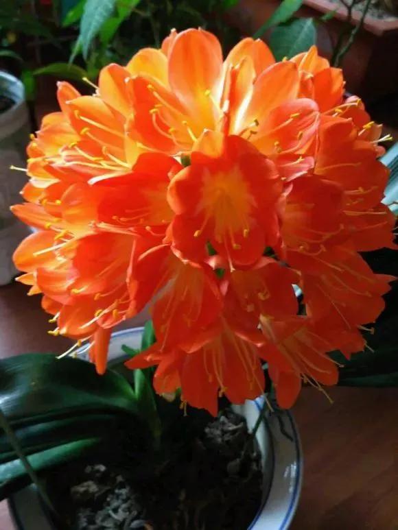 分享圖片：醉美君子蘭