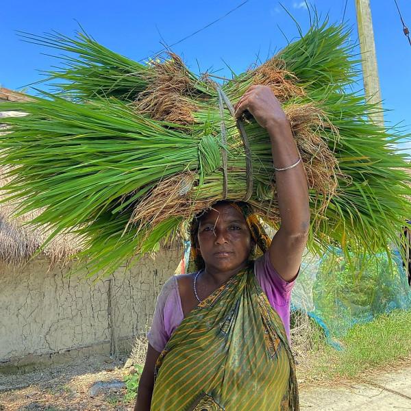 印度的桑達班斯:人們與野生老虎面對面生活的地方 印度的桑達班斯:人們與野生老虎面對面生活的地方