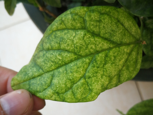 花成了光桿司令，剪一刀撒點藥，很快冒新芽