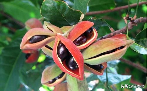 帶你回味童年吃過的46種野果子，記憶中的味道你還記得嗎？