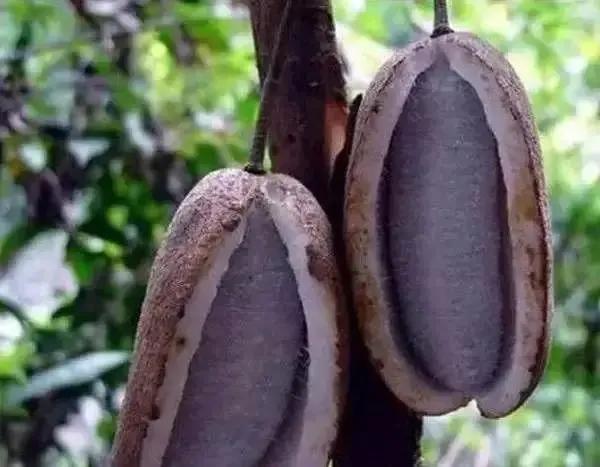 奇花異果有限公司年會（近百位奇花異果參加了本次年會）