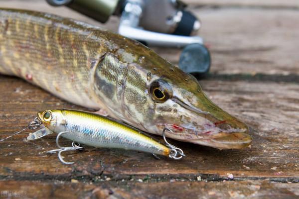 秋天釣魚怎麼用魚餌，衰老寫在一本小書上，值得保持
