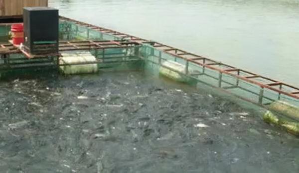 鹽在水產養殖中的作用?用量是多少?注意事項有哪些? 鹽在水產養殖中的作用?用量是多少?注意事項有哪些?