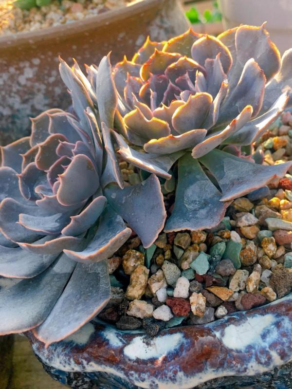 落日餘暉映照下的多肉