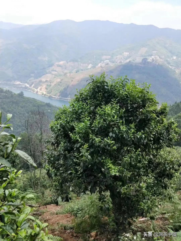 磨烈普洱是怎樣的？