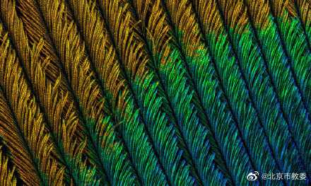 從珍貴的孔雀羽毛看“結構色” 從珍貴的孔雀羽毛看“結構色”