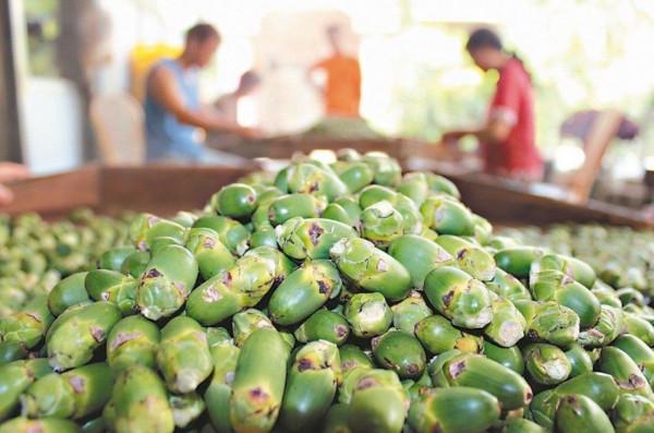 國家對檳榔“下狠手”!一包賣到100元的檳榔,對國人危害多大? 國家對檳榔“下狠手”!一包賣到100元的檳榔,對國人危害多大?
