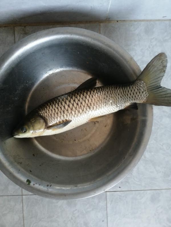 「雙11」寒潮來襲檢驗是否空軍,什麼用蚯蚓也能上草魚? 「雙11」寒潮來襲檢驗是否空軍,什麼用蚯蚓也能上草魚?