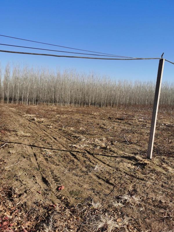 砍掉晚熟桃樹，明年種油桃