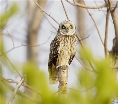 短耳鴞到訪三江源國家公園
