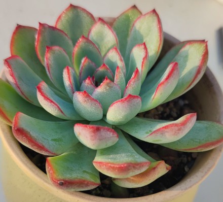 被雨露滋養的多肉