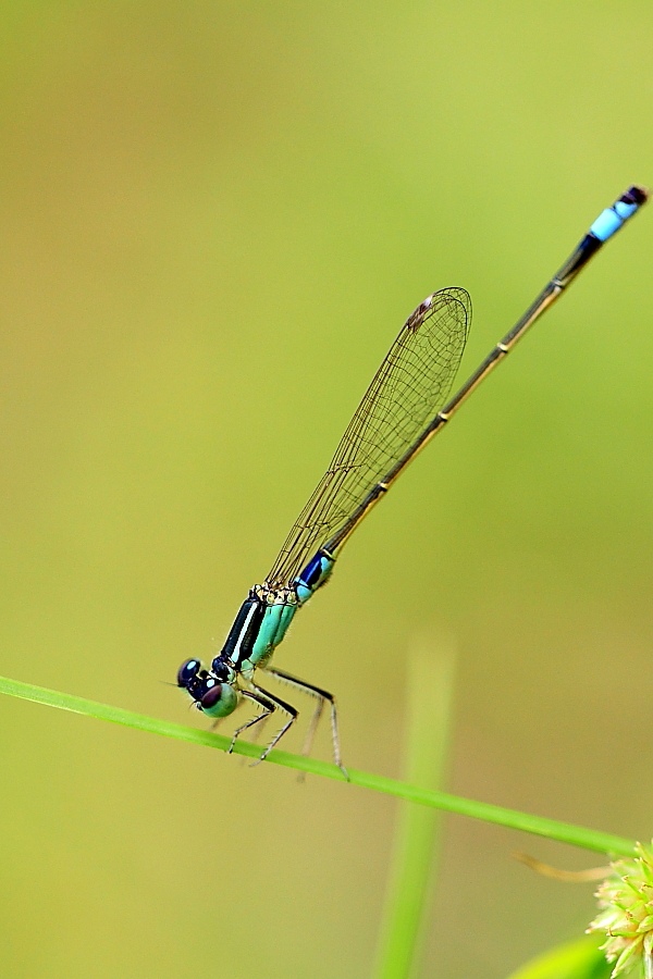 中國常見動植物(動物篇四)