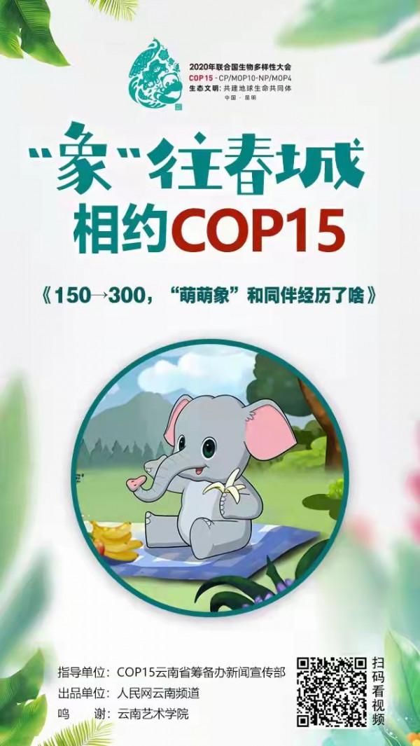 150→300“萌萌象”和同伴經歷了啥 150→300“萌萌象”和同伴經歷了啥