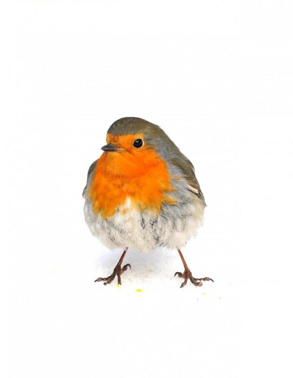 烏魯木齊植物園拍歐亞鴝