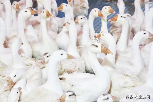 活鵝市場價格多少錢一斤?怎麼長途運輸?養殖利潤如何? 活鵝市場價格多少錢一斤?怎麼長途運輸?養殖利潤如何?