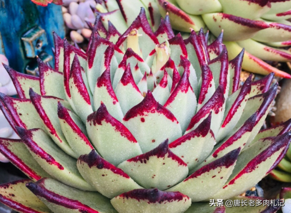 覺得一般的多肉不夠大氣？那養這6款多肉吧！養好後既大氣又美麗