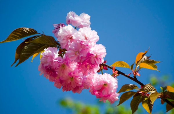 15天后，4個星座，事業高升，職場如魚得水，全靠平時勤奮好學