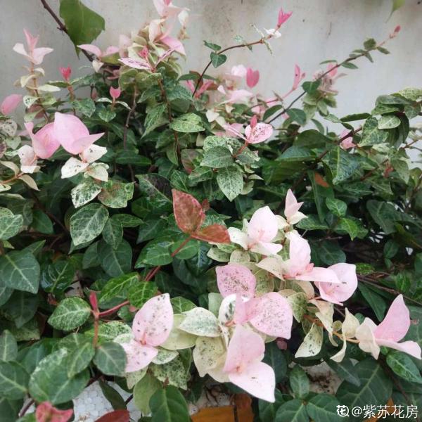 綠蘿都過時了,6種彩色葉子花,隨便一棵都美成油畫 綠蘿都過時了,6種彩色葉子花,隨便一棵都美成油畫