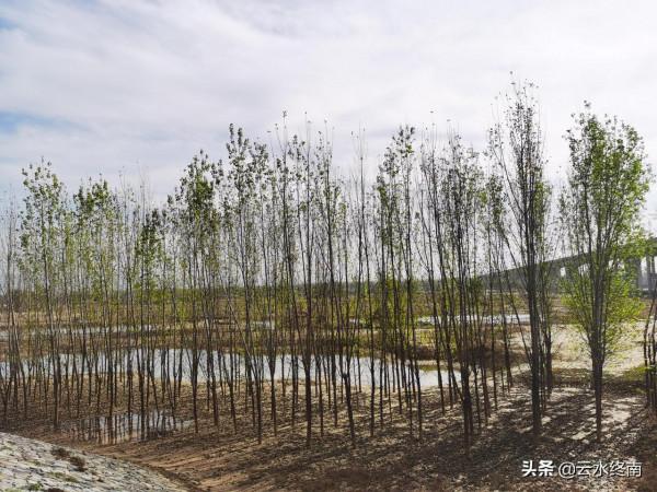 在“涇渭分明”處，有人說他釣過四五十斤的大魚