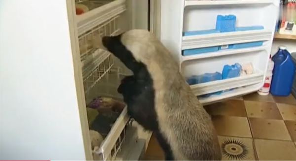 永不服輸的蜜獾，曾經有一個保護區飼養了兩隻，後來怎麼樣了？