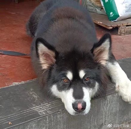 撲下河救人的狗狗叫蛋撻 網友：又萌又可靠