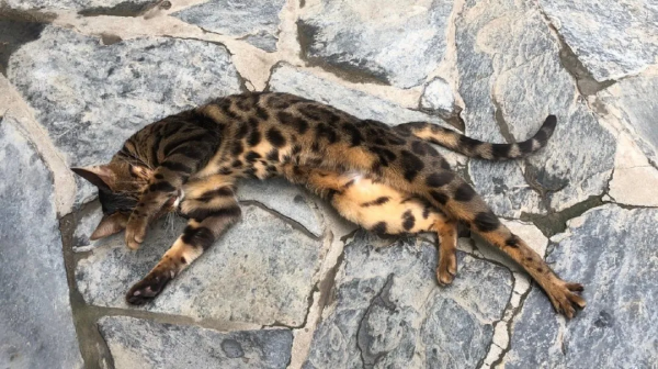 布能豹：我跑過最長的路是鏟屎官的套路