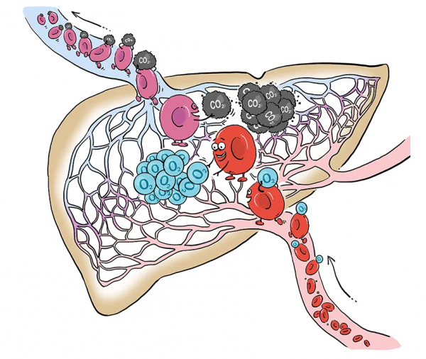 「漫繪科普」“氧氣快遞員”的人體迴圈之旅 「漫繪科普」“氧氣快遞員”的人體迴圈之旅