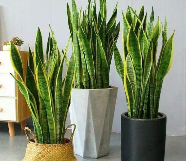 虎皮蘭有個“小開關”,開啟後,葉片厚亮,愛長側芽 虎皮蘭有個“小開關”,開啟後,葉片厚亮,愛長側芽