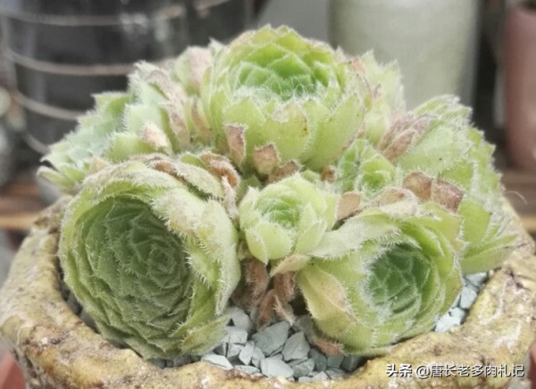 多肉姬明鏡和明鏡,前者是法師中的小可愛,而後者神似麥田怪圈 多肉姬明鏡和明鏡,前者是法師中的小可愛,而後者神似麥田怪圈