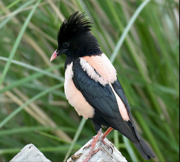 印度蝗災或向中亞擴散，新疆地區或迎來危機？“滅蝗大戰”白熱化