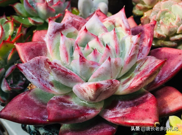 養肉養貓兩難全,為了不讓貓刨自己的多肉,大家都用了哪些辦法? 養肉養貓兩難全,為了不讓貓刨自己的多肉,大家都用了哪些辦法?