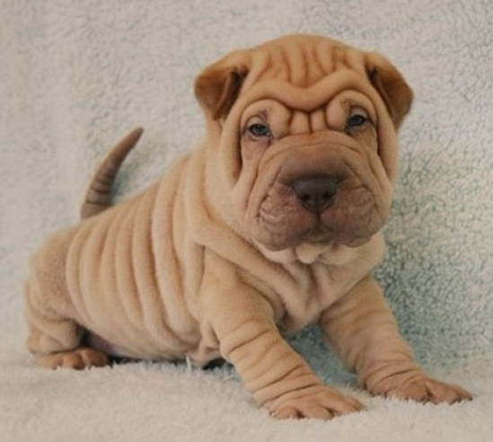 這些“容易發臭”的狗要慎選!顏值不低,味道難聞 這些“容易發臭”的狗要慎選!顏值不低,味道難聞