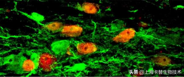 嚴格的譜系追蹤是神經細胞再生研究的關鍵