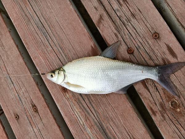 拒絕空軍的路亞——微物玩法，真的不會空軍