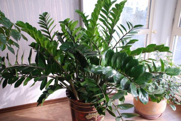 公認的“八種旺財花”,適合養在家裡,不僅寓意好,還很養人 公認的“八種旺財花”,適合養在家裡,不僅寓意好,還很養人