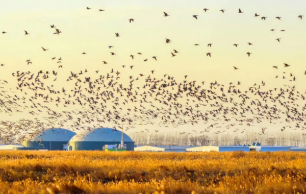 冬日精靈出沒山東！又是一年候鳥季，畫面美翻了！
