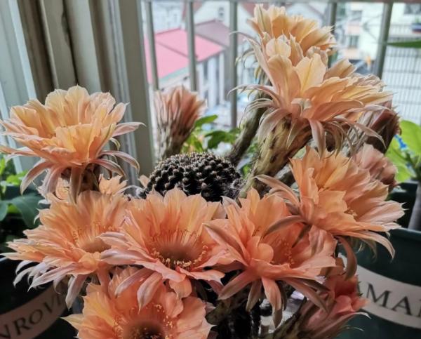 懶人養花選這3樣，很耐旱，盆栽省心好活，還能修身養性