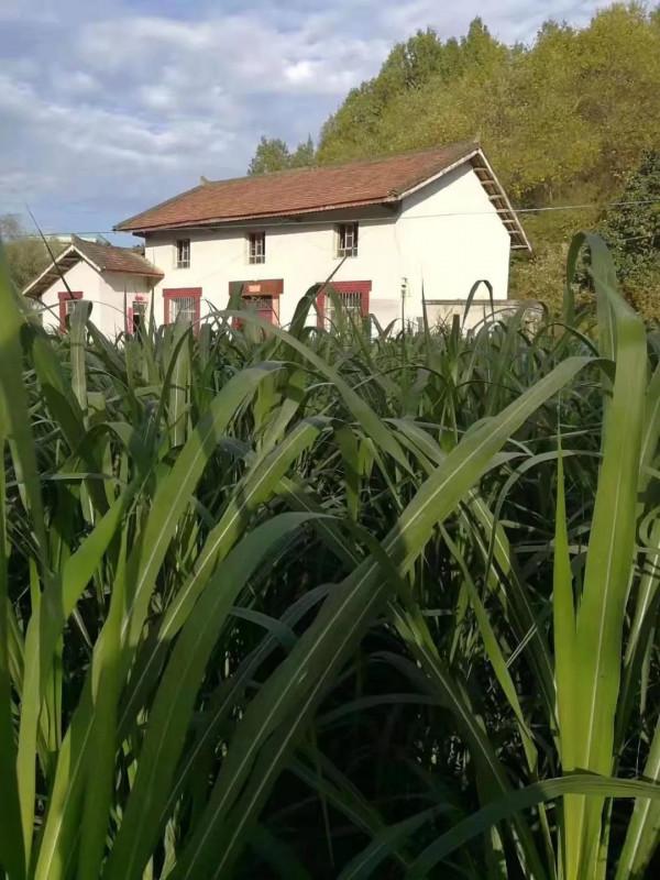 回民的養羊經值得學習