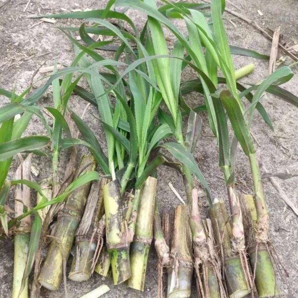 畝產30噸，效益達5千元，種一次可收15年，網友：真的那麼好嗎？