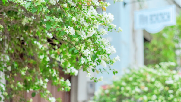 一個溫養心臟的經典方，補心氣、調心血，治失眠，化解胸痛、胃痛