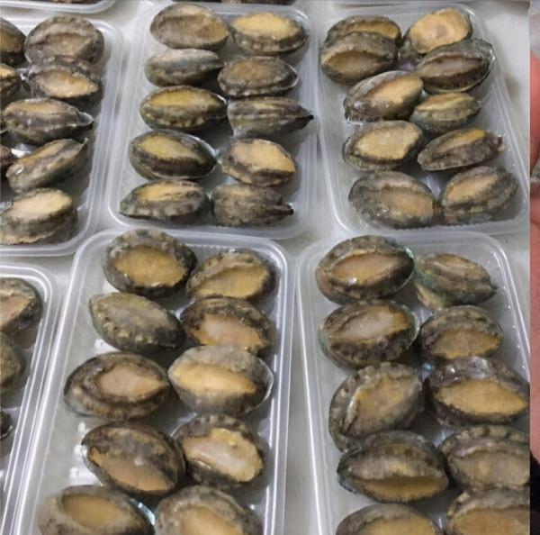 廣東小夥養殖鮑魚，獨門秘方一斤賣出280元，帶領農戶走上致富路