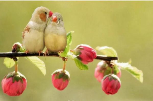 一對對鳥兒!相棲相伴、相親相愛 一對對鳥兒!相棲相伴、相親相愛