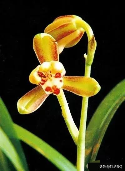 奇形怪狀的漂亮蘭花