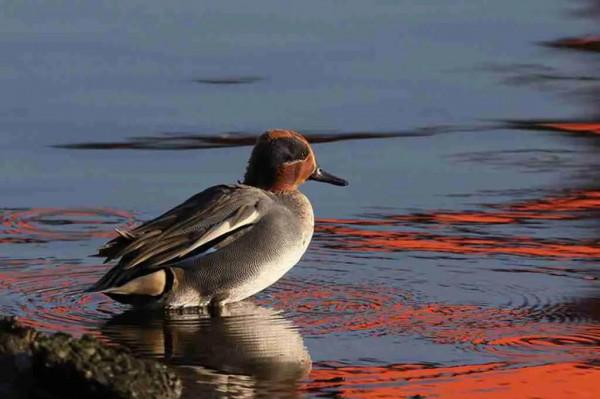 夕陽暉耀綠翅鴨 夕陽暉耀綠翅鴨