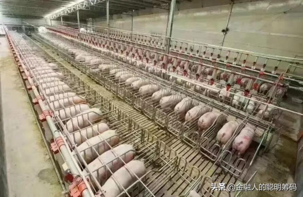 調研報告 | 年年歲歲豬相似，歲歲年年境不同