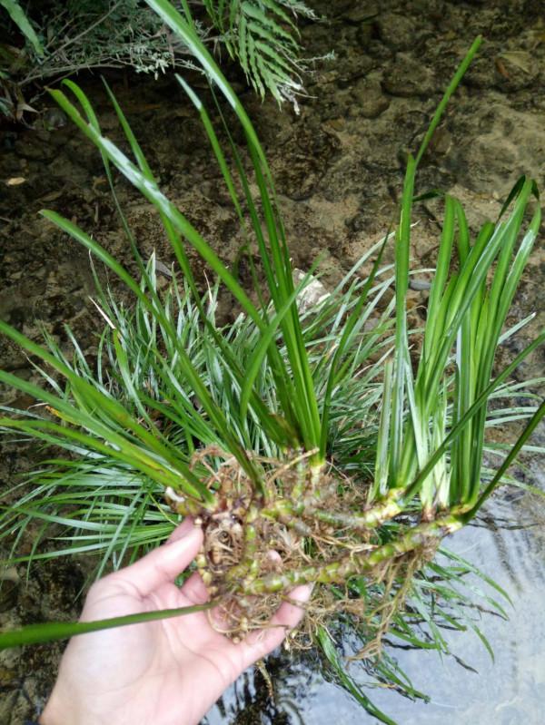 2021年野生石菖蒲價格多少錢一斤 2021年野生石菖蒲價格多少錢一斤